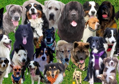 photo chiens